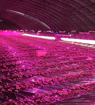 LED植物生長燈